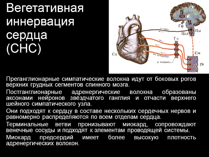 Вегетативная иннервация  сердца (СНС) Преганглионарные симпатические волокна идут от боковых рогов верхних грудных